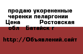 продаю укорененные черенки пеларгонии › Цена ­ 130 - Ростовская обл., Батайск г.  »    